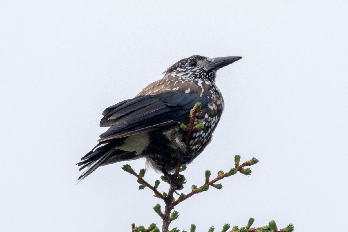 Northern Nutcracker - ML637718073