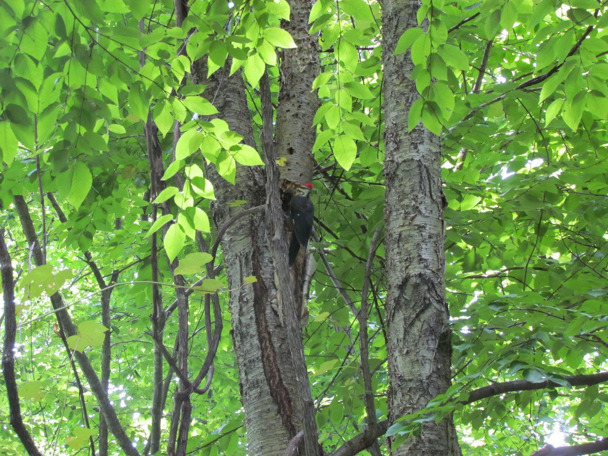 Pileated Woodpecker - ML637718077
