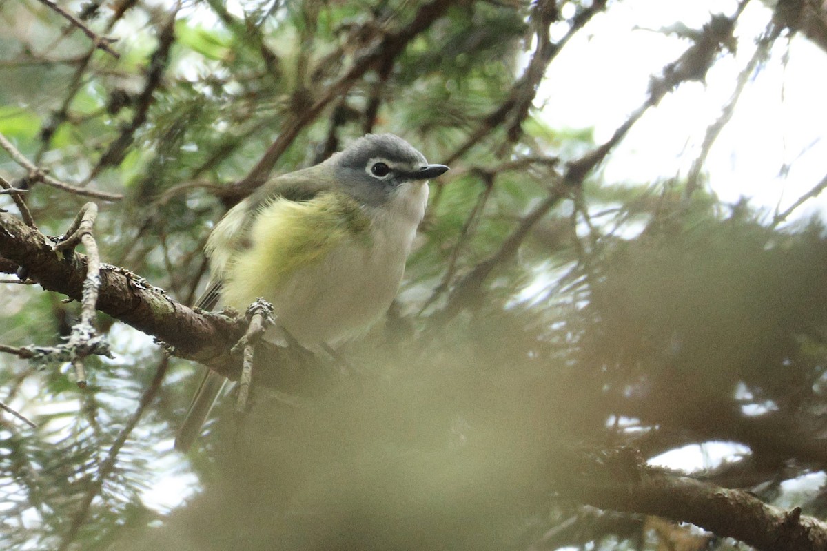Blue-headed Vireo - ML637718097