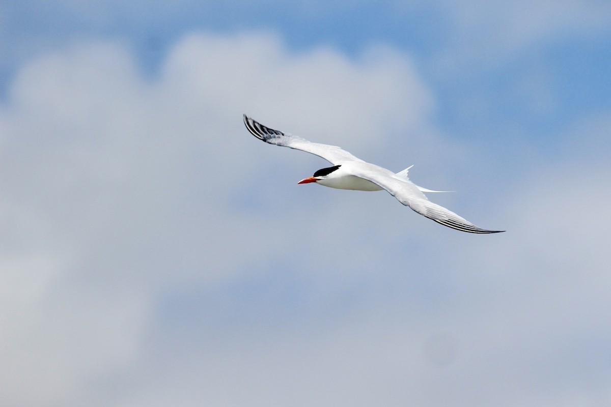 Royal Tern - ML637718098