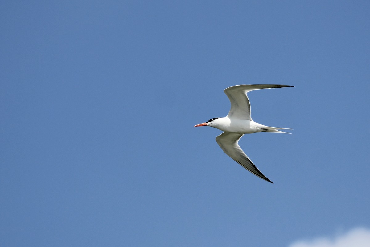 Royal Tern - ML637718099