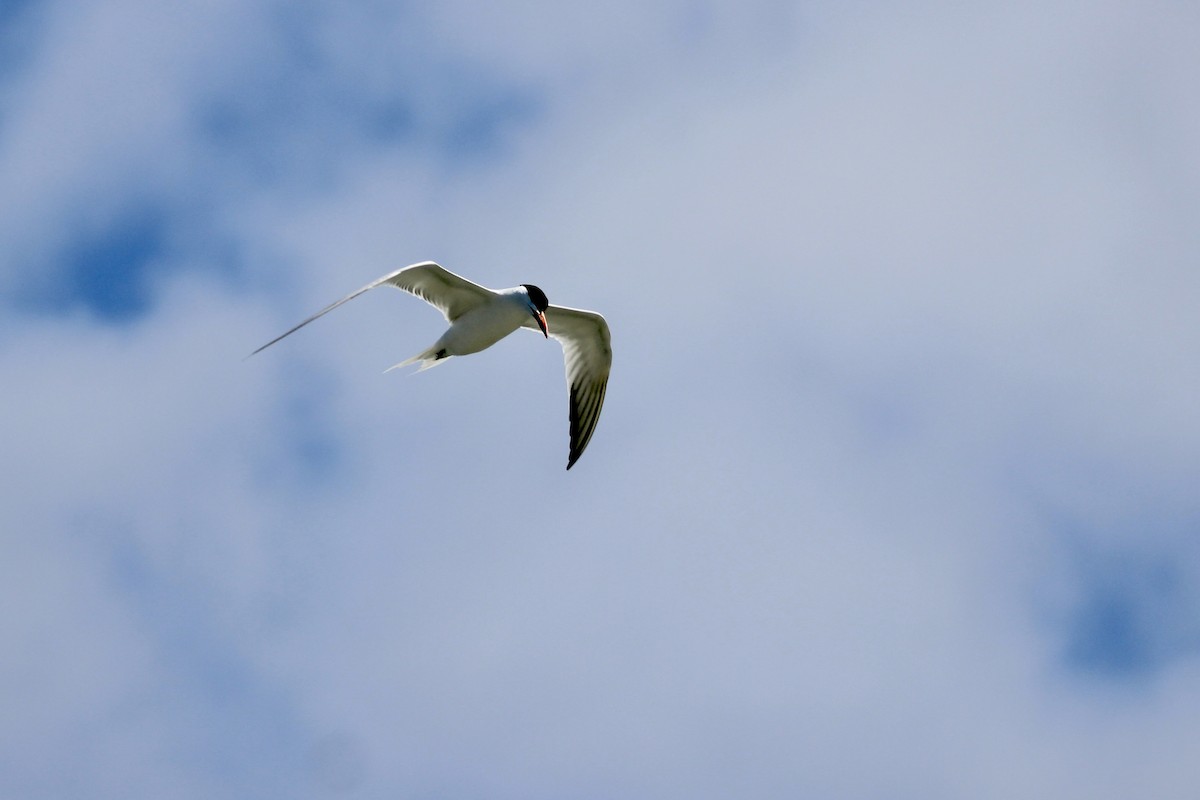 Royal Tern - ML637718100