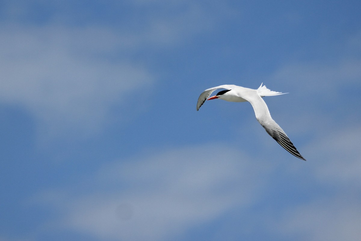 Royal Tern - ML637718101