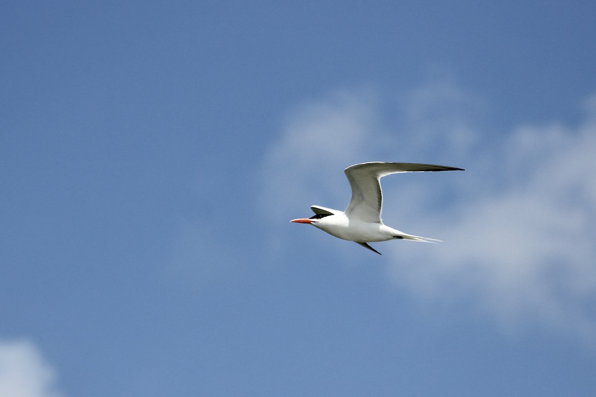 Royal Tern - ML637718102