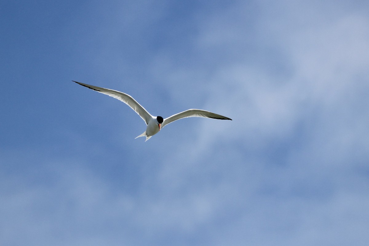 Royal Tern - ML637718103