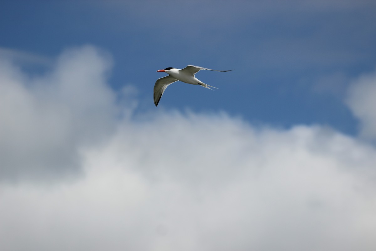 Royal Tern - ML637718104