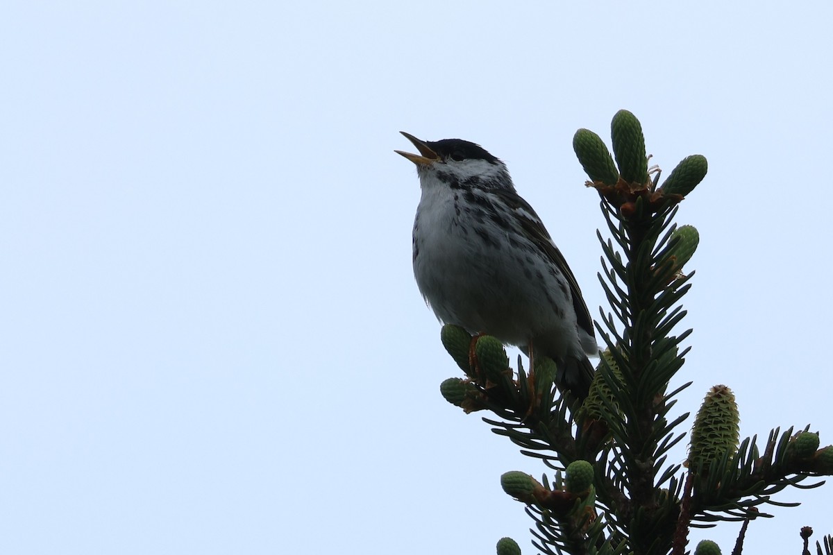 Blackpoll Warbler - ML637718105