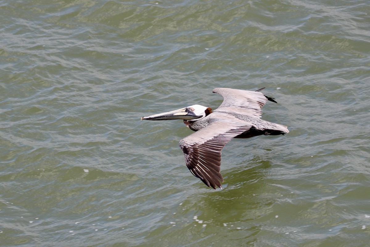 Brown Pelican - ML637718109