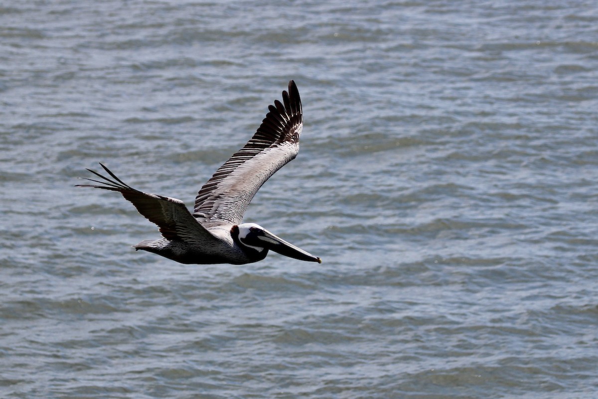 Brown Pelican - ML637718110