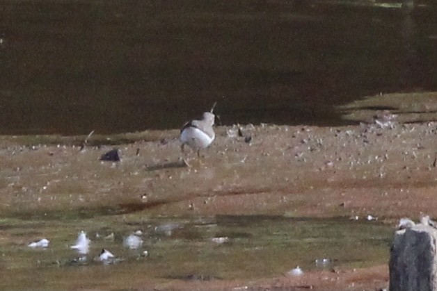 shorebird sp. - ML637718113