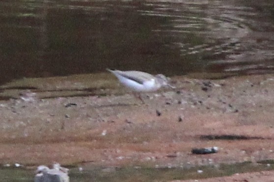 shorebird sp. - ML637718114
