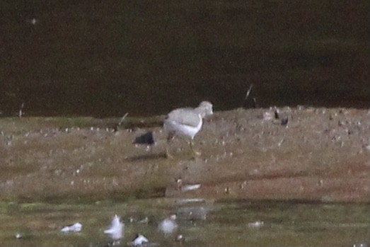 shorebird sp. - ML637718115