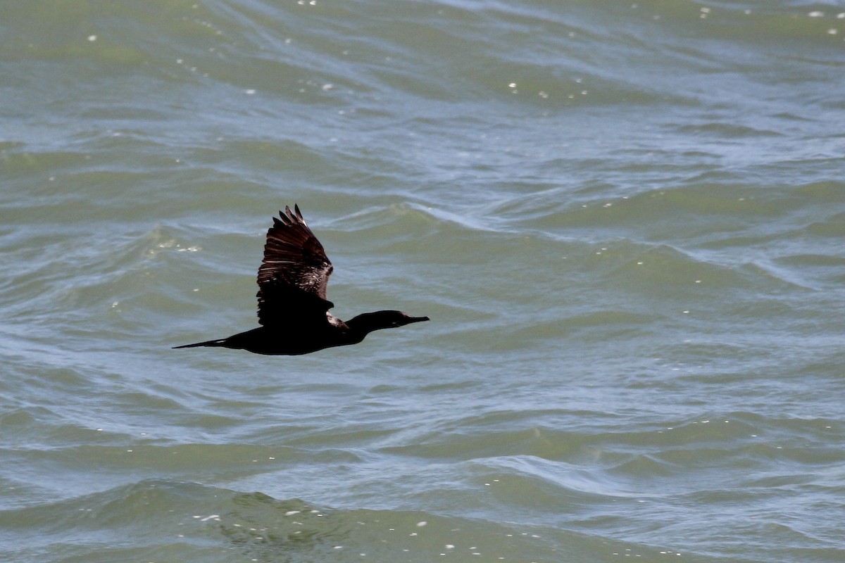 Neotropic Cormorant - ML637718116