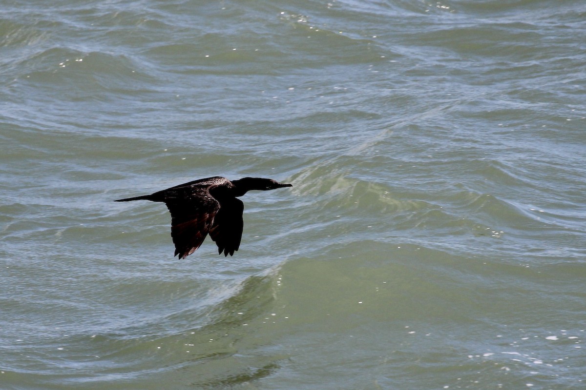 Neotropic Cormorant - ML637718117