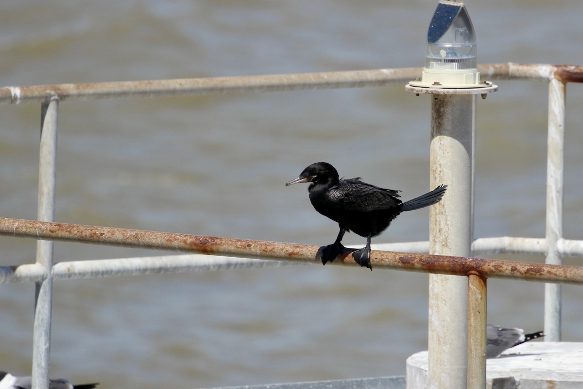 Neotropic Cormorant - ML637718118