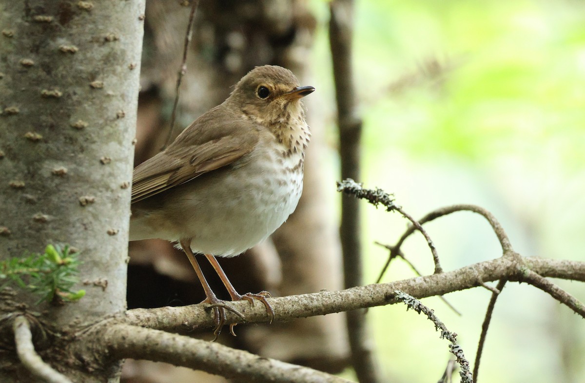 Swainson's Thrush - ML637718123