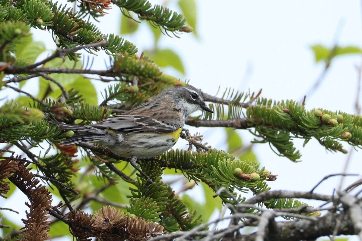 Yellow-rumped Warbler - ML637718133