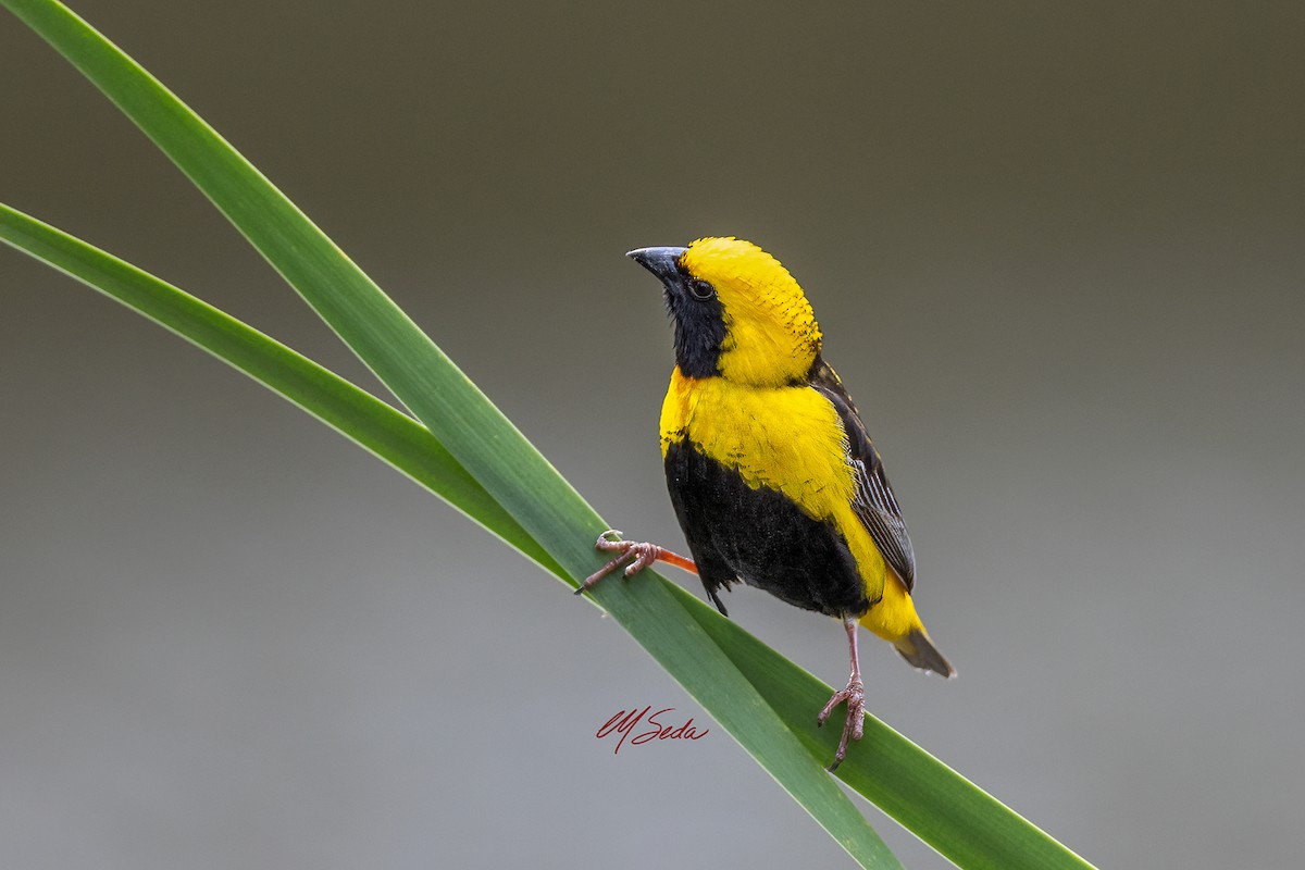 Yellow-crowned Bishop - ML637718137