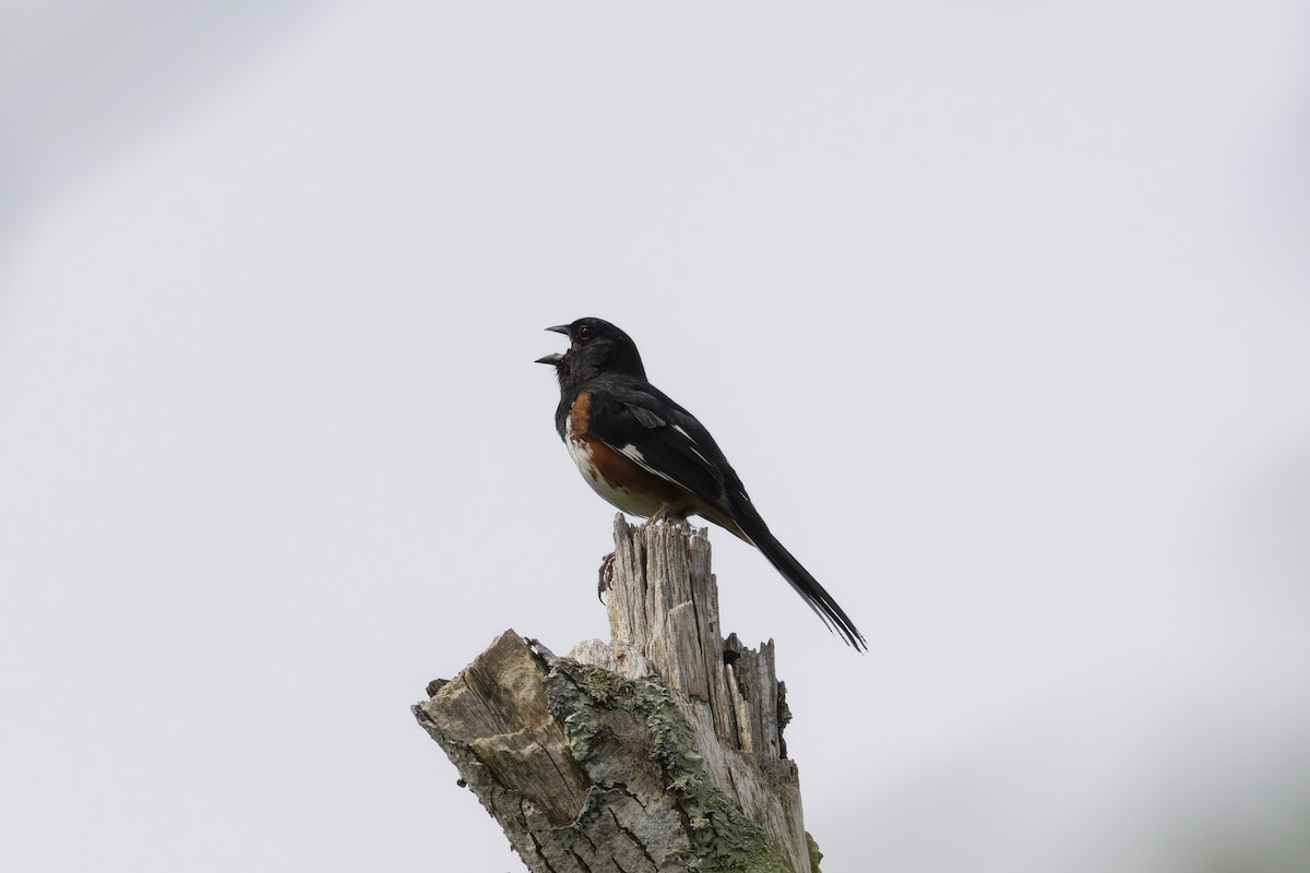 Eastern Towhee (Red-eyed) - ML637718138