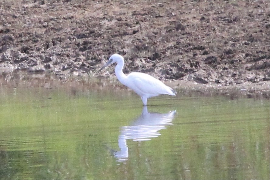 Little Blue Heron - ML637718152