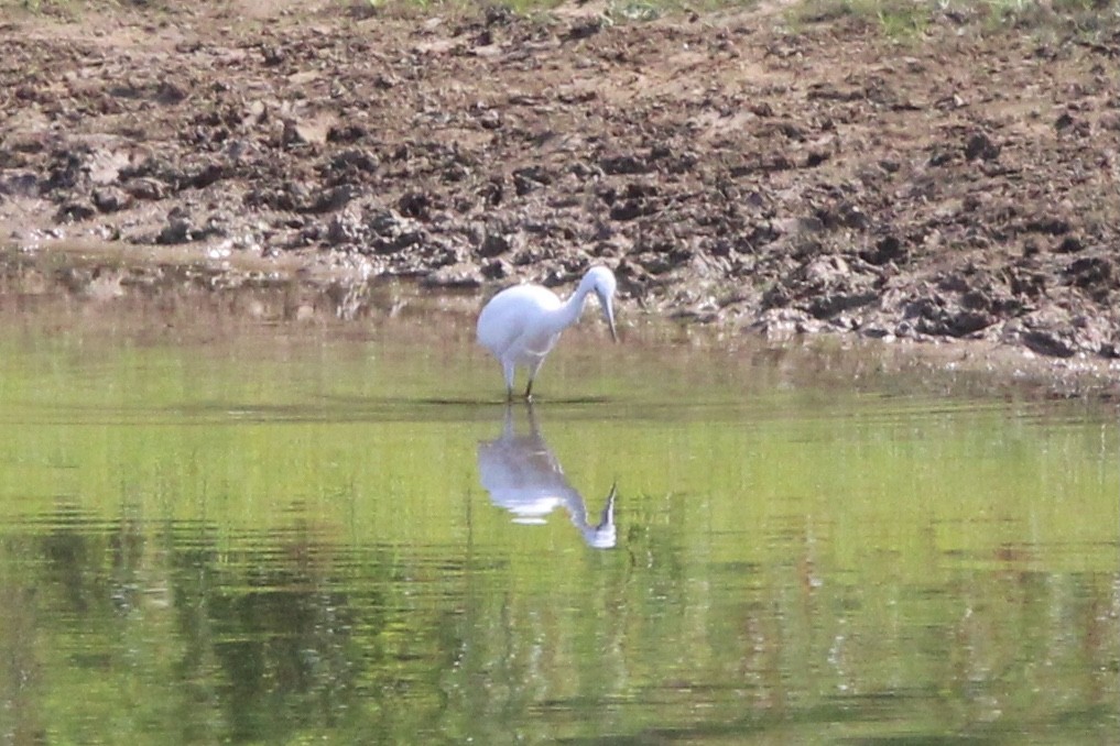 Little Blue Heron - ML637718153