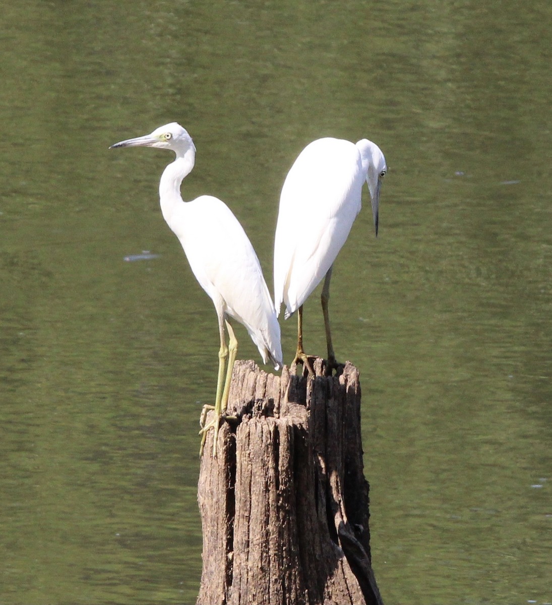 Little Blue Heron - ML637718154