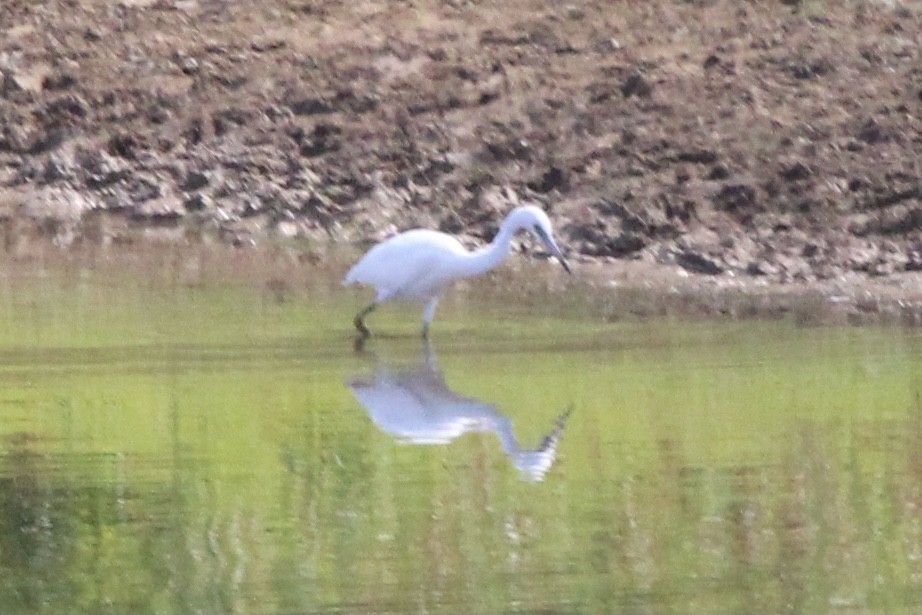 Little Blue Heron - ML637718155