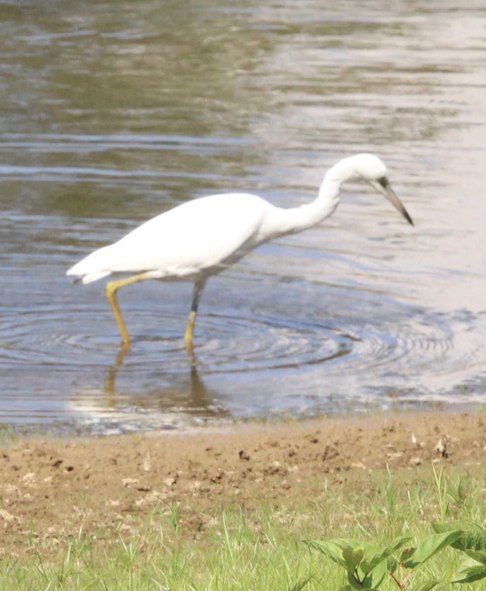 Little Blue Heron - ML637718156