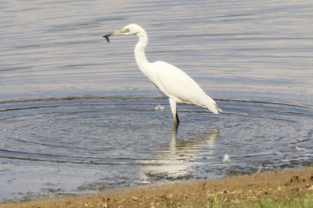 Little Blue Heron - ML637718157
