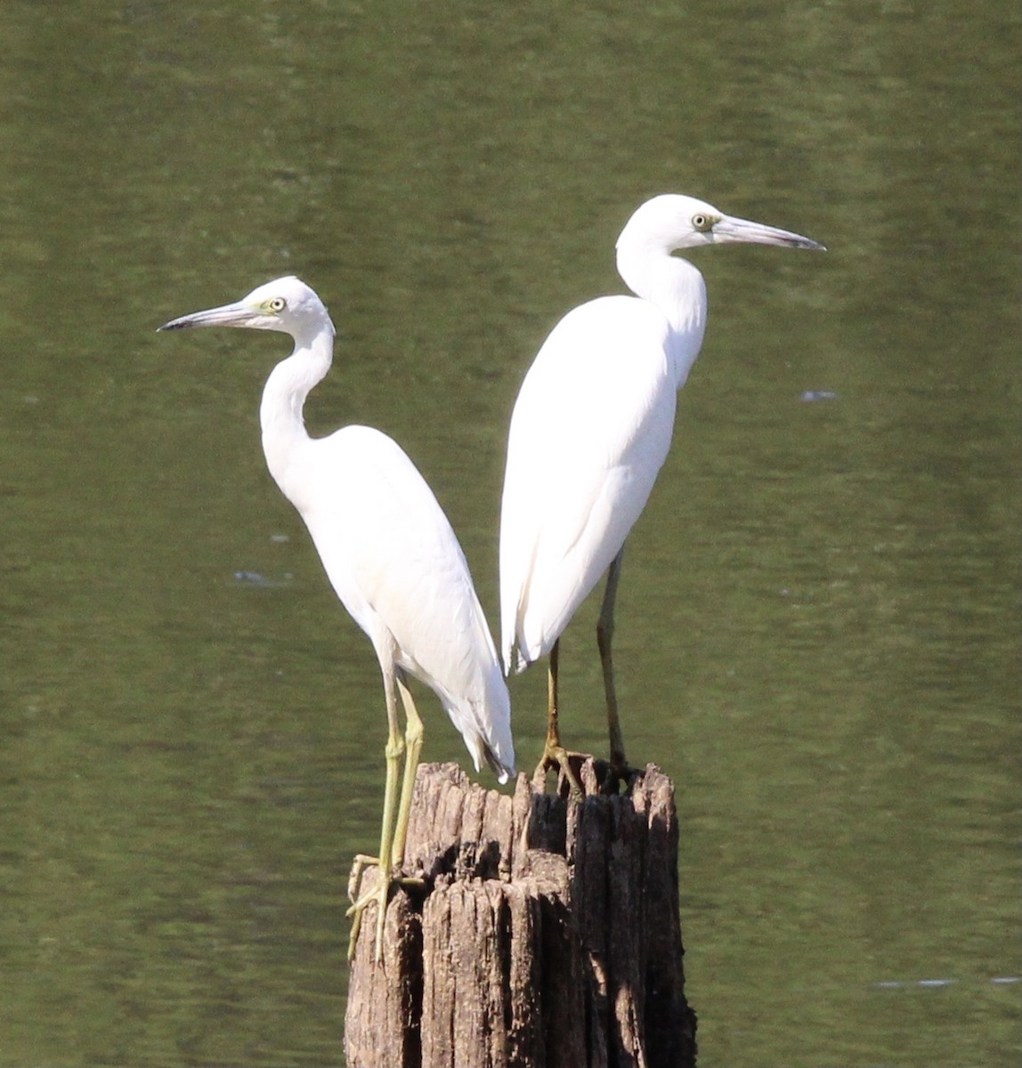 Little Blue Heron - ML637718158