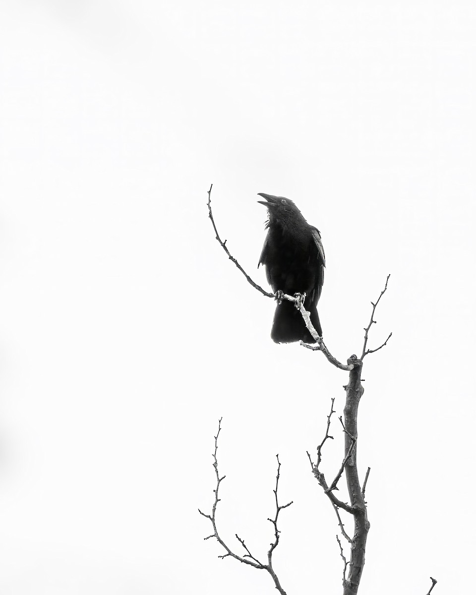 Fish Crow - ML637718176