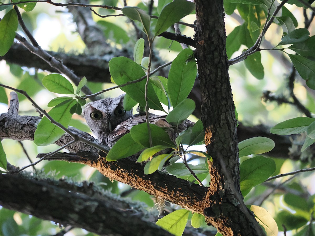Eastern Screech-Owl - ML637718189