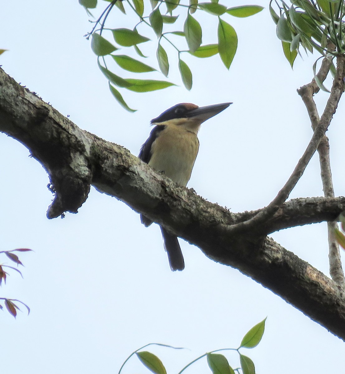 Rufous-lored Kingfisher - ML637718201