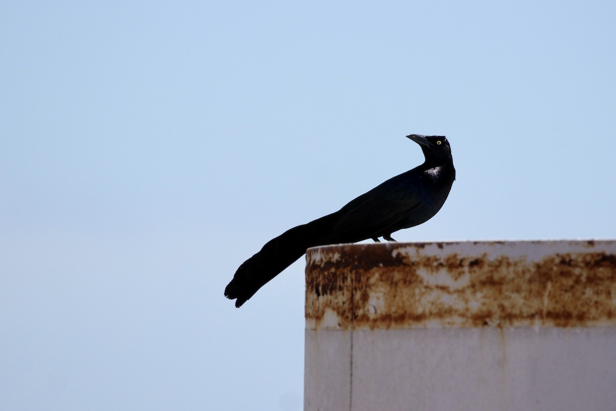 Boat-tailed/Great-tailed Grackle - ML637718242