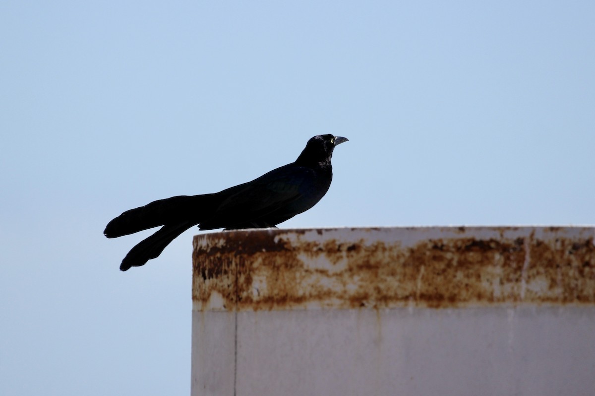 Boat-tailed/Great-tailed Grackle - ML637718243