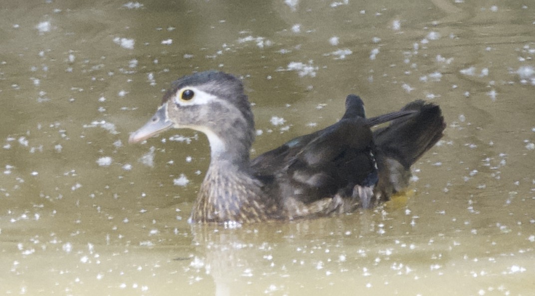 Wood Duck - ML637718260