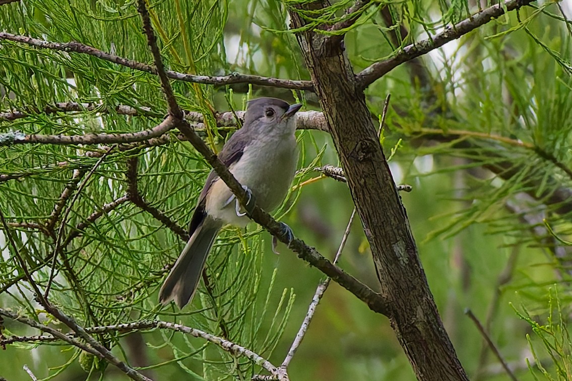 Tufted Titmouse - ML637718299