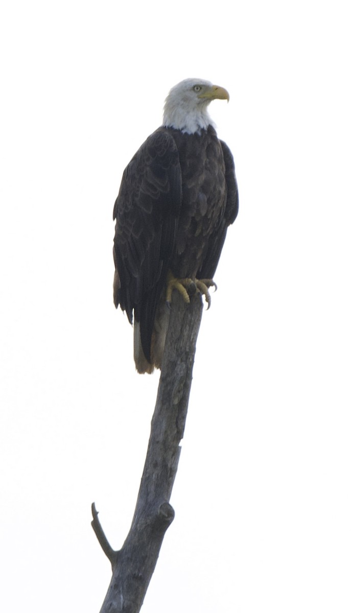 Bald Eagle - ML637718304