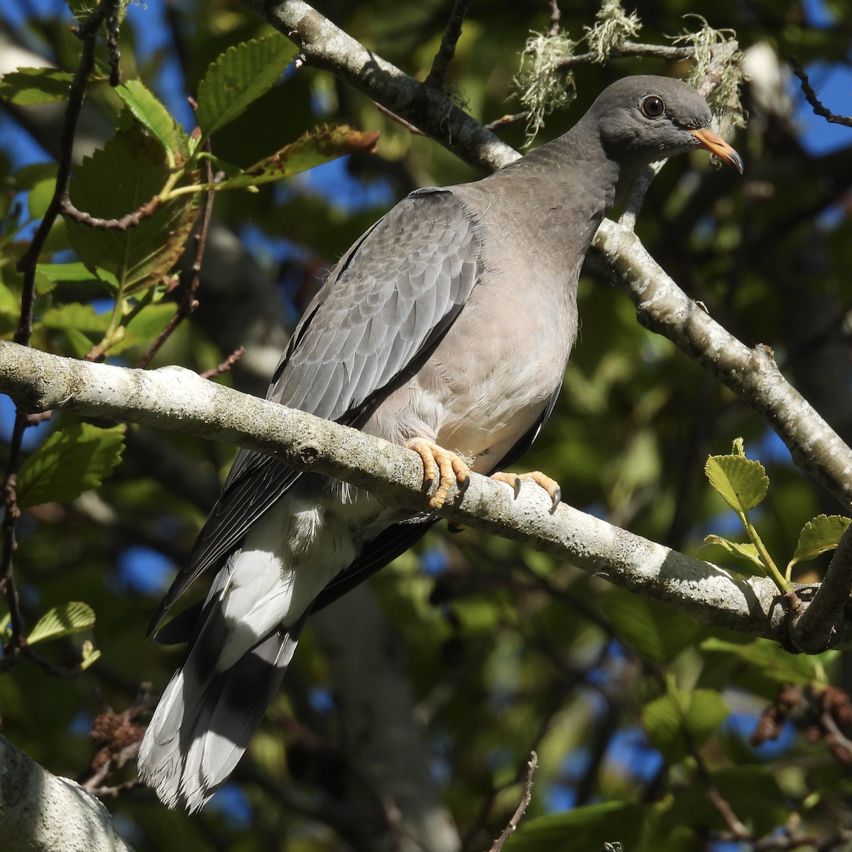 Band-tailed Pigeon - ML637718308