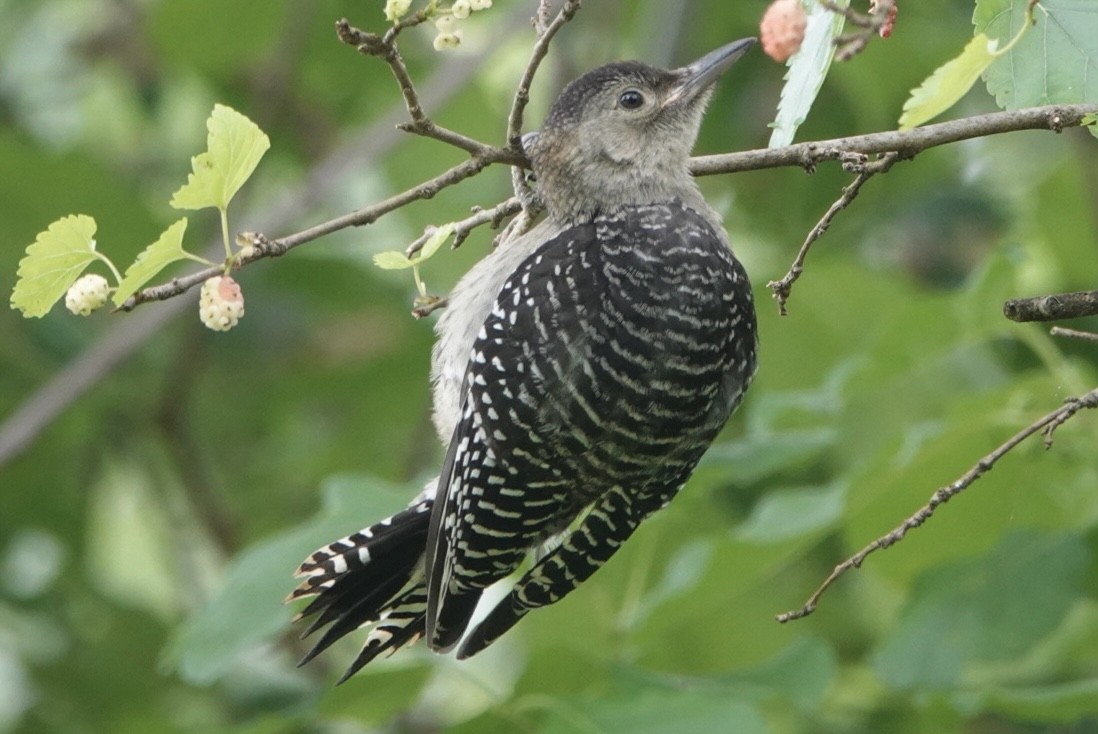 Carolinaspecht - ML637718319