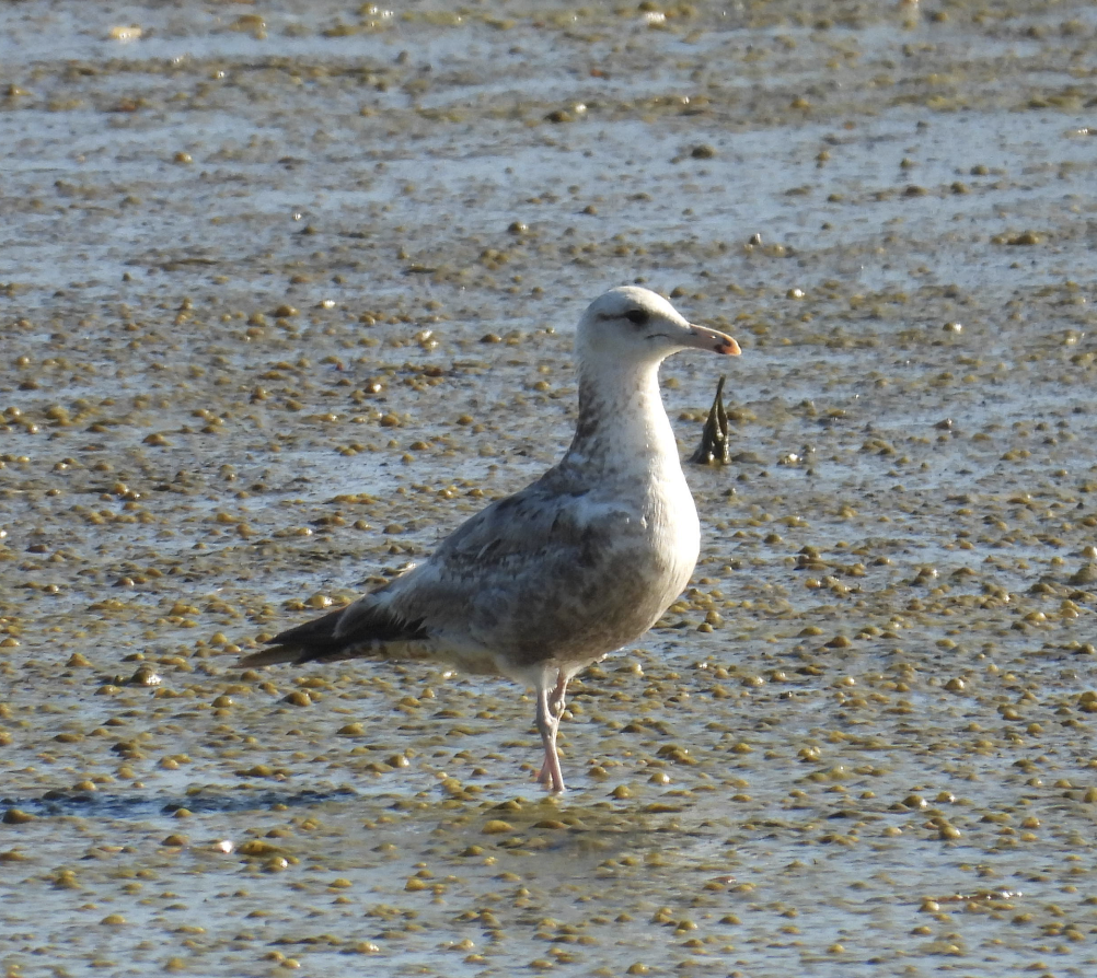 California Gull - ML637718321