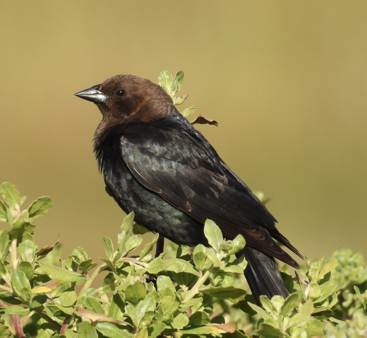 Brown-headed Cowbird - ML637718356