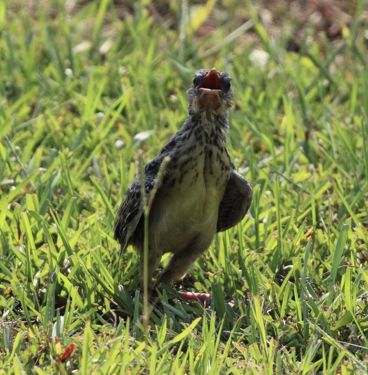 Eastern Meadowlark - ML637718368