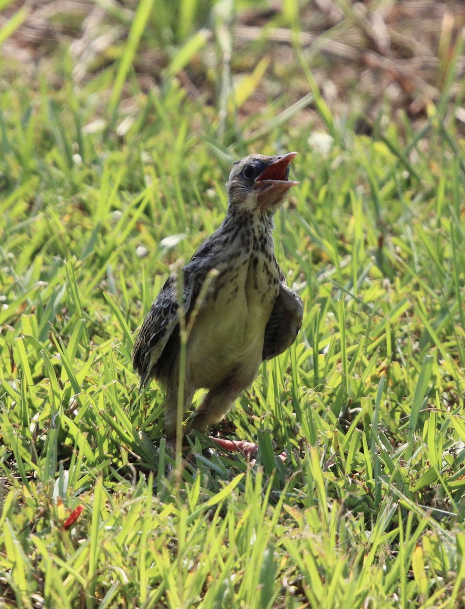 Eastern Meadowlark - ML637718369