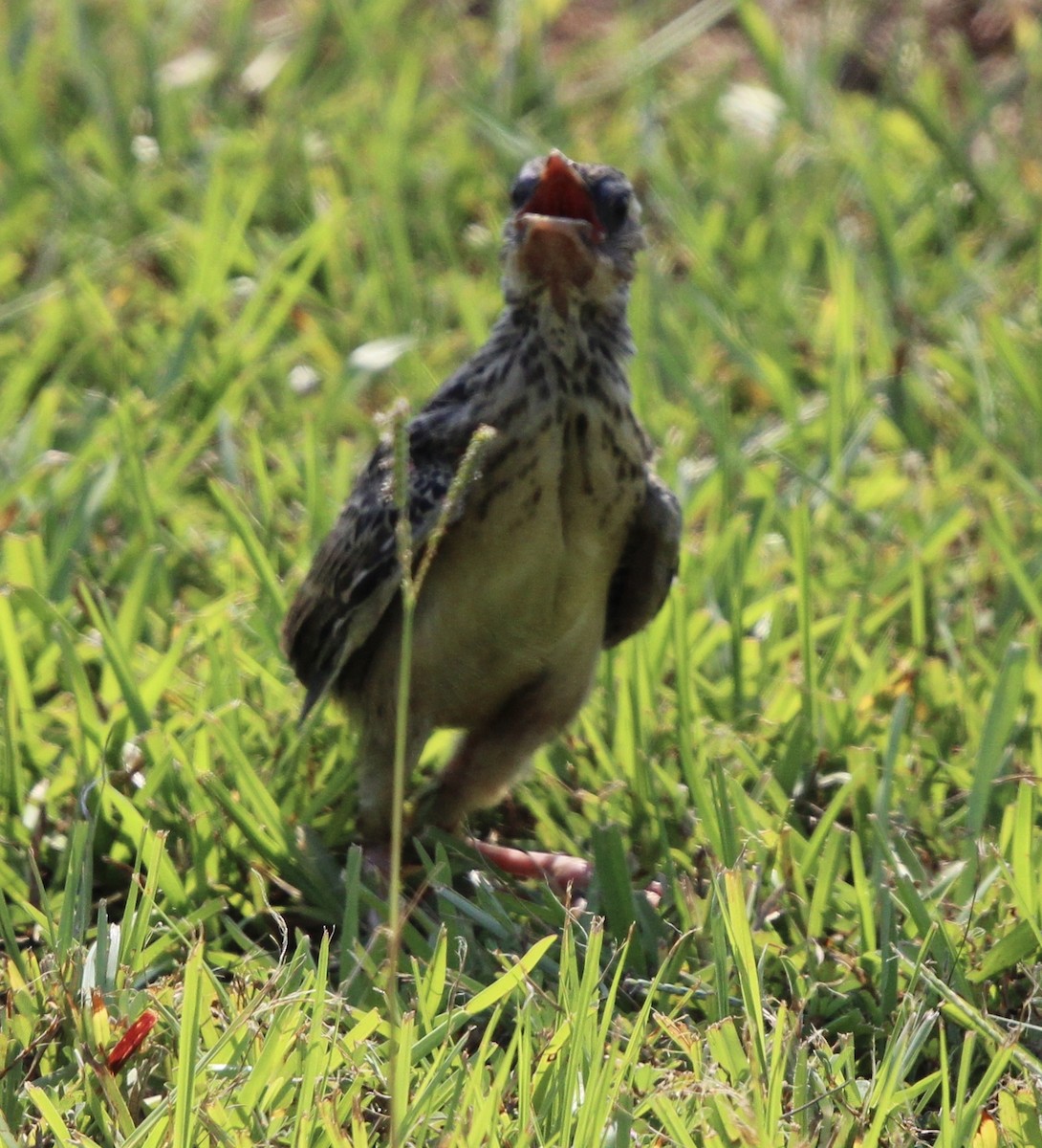 Eastern Meadowlark - ML637718370