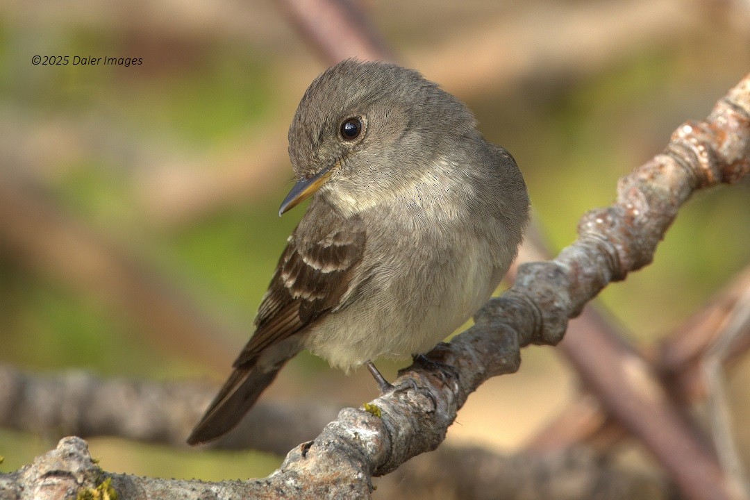 Western Wood-Pewee - ML637718376