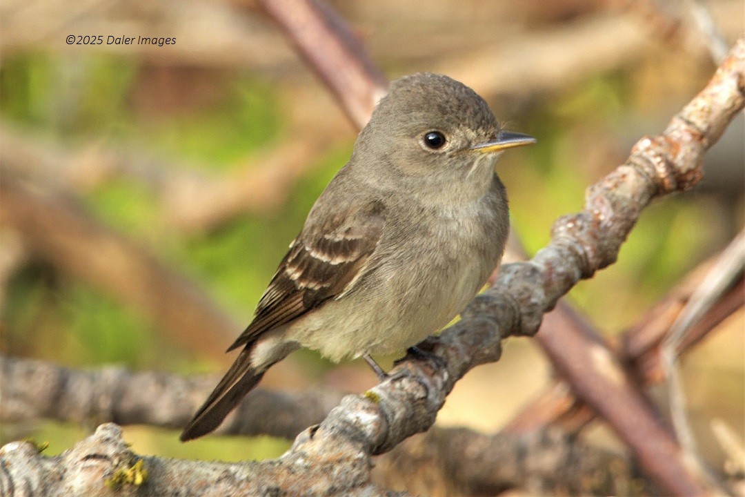Western Wood-Pewee - ML637718377