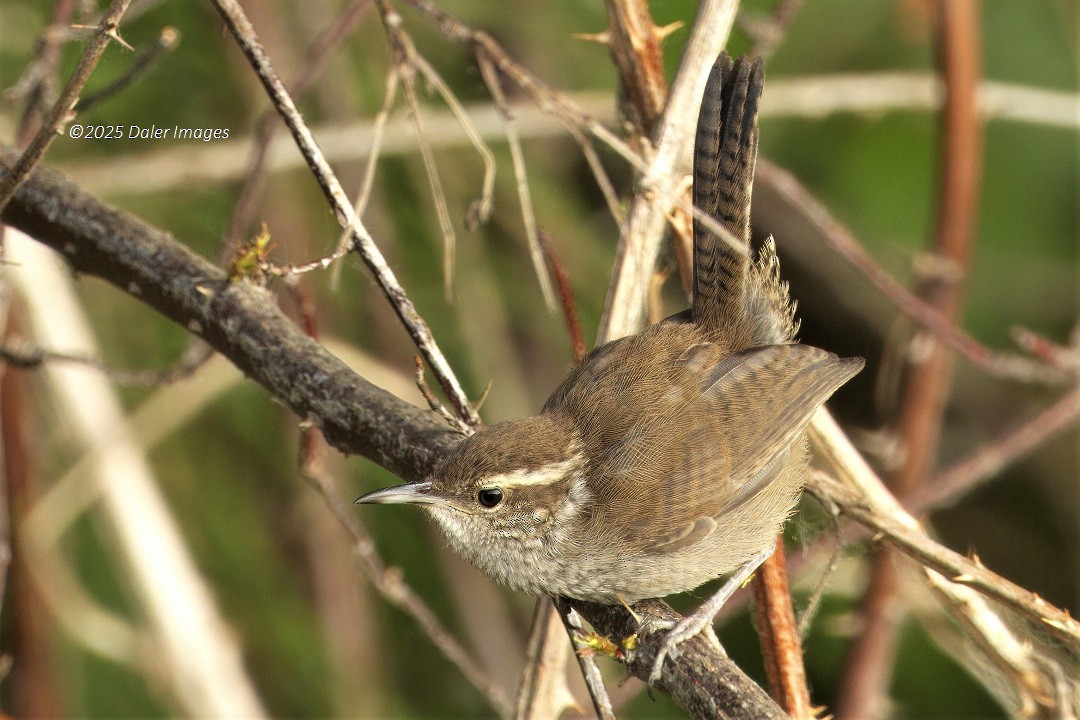 Bewick's Wren - ML637718389
