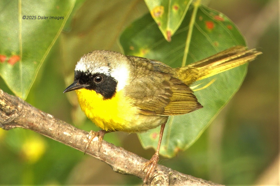 Common Yellowthroat - ML637718399