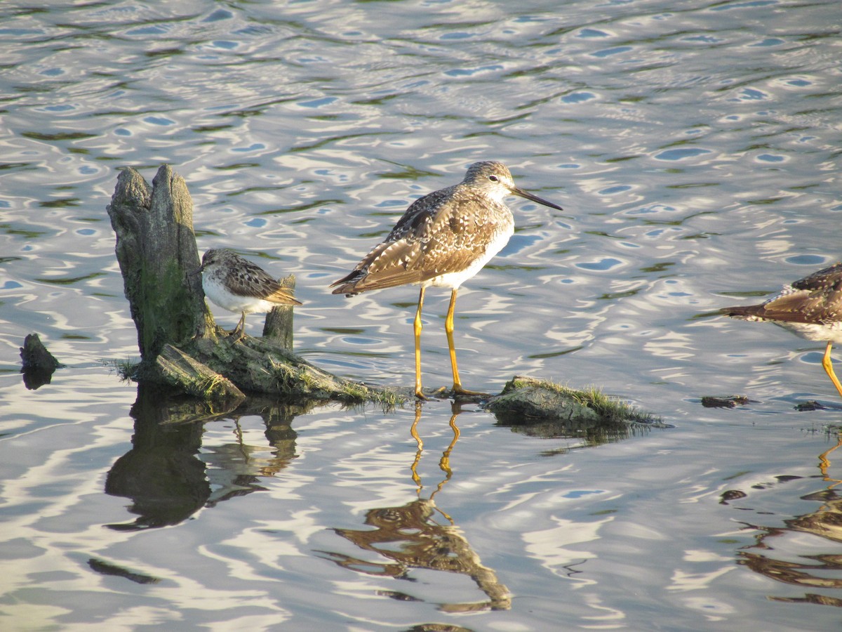 Greater Yellowlegs - ML637718422